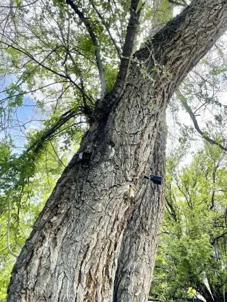 Two Black 4K Lorex Bullet Security Cameras Installed On Tree Residential Salt Lake City Utah